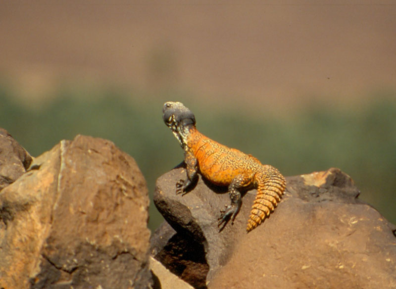 Uromastyx acanthinurus ?